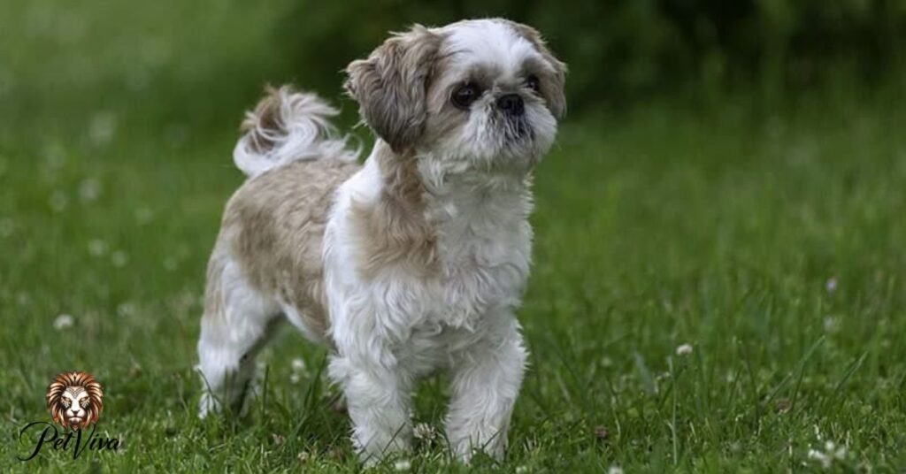 Are Shih Tzus low-maintenance dogs