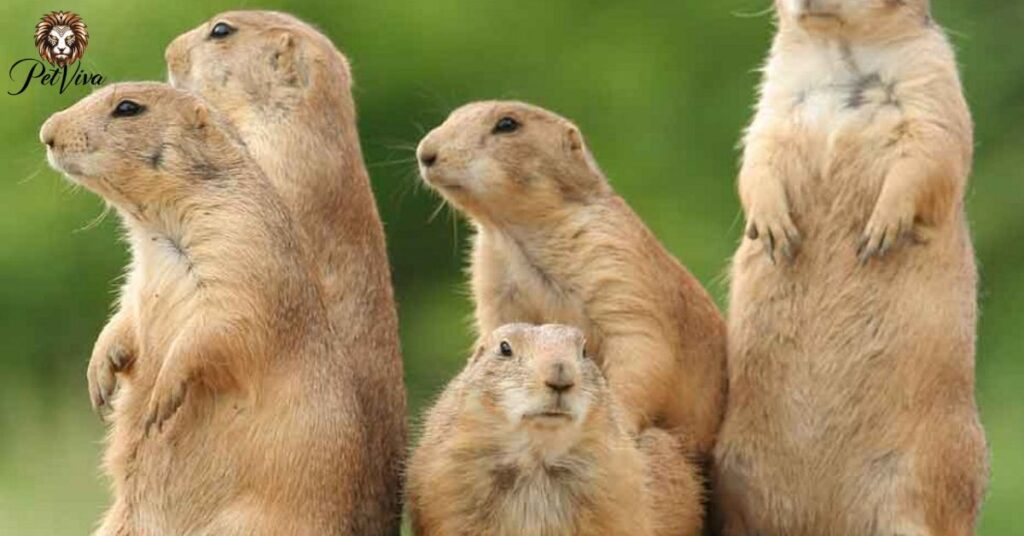 Can You Milk a Prairie Dog: Scientific Reality