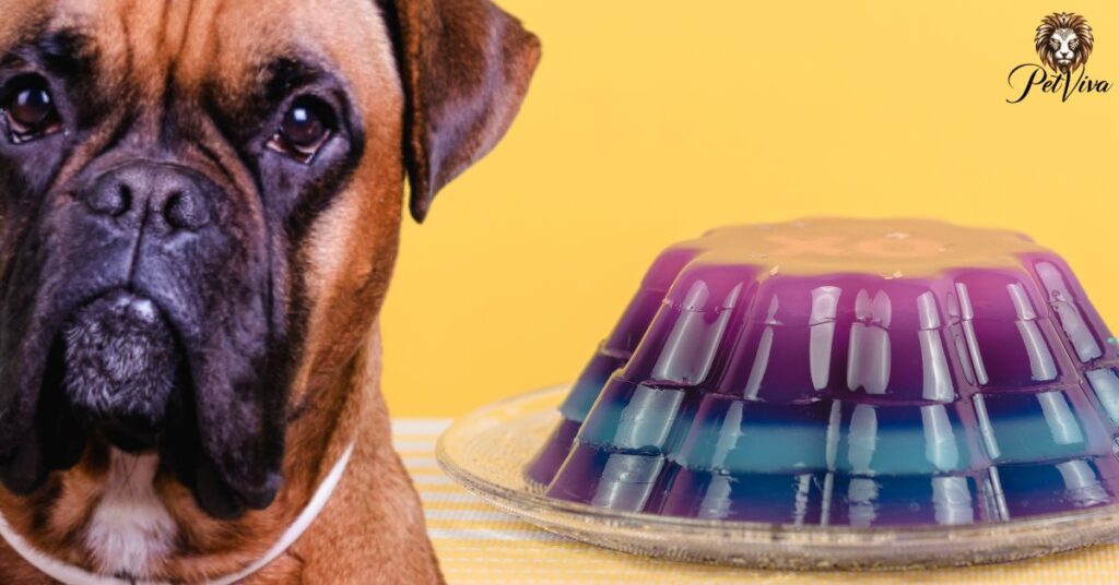 Can dogs eat jelly what you need to know kero and Bree