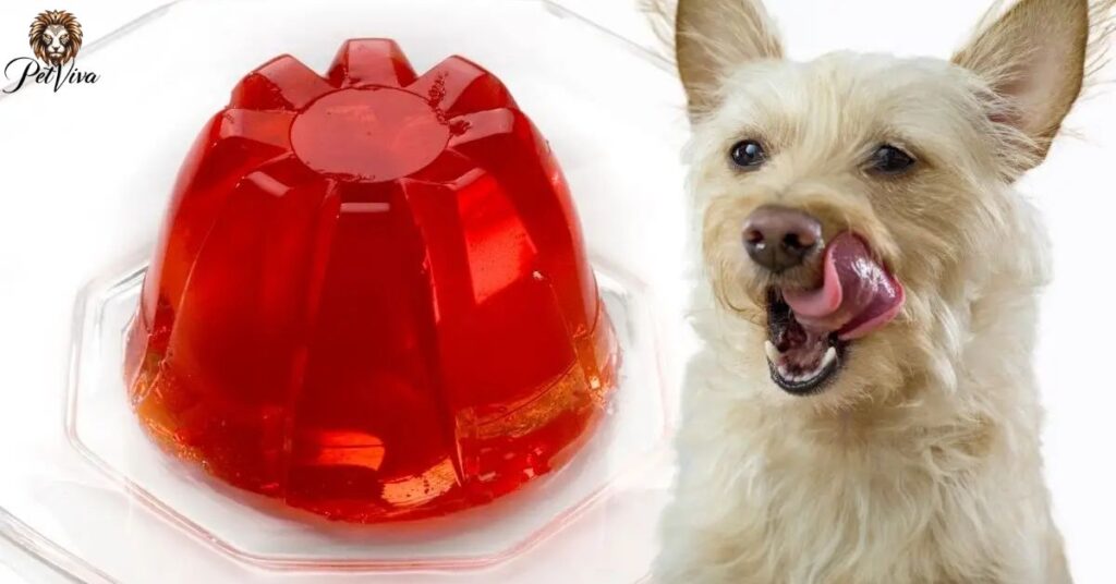 Can puppies Eat jelly