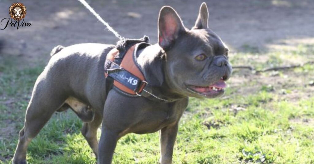 Crafting the Workout Routine for a Strong and Muscular French Bulldog