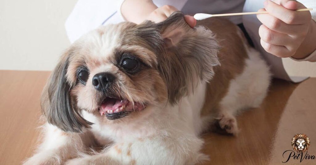 Do Shih Tzus have health problems