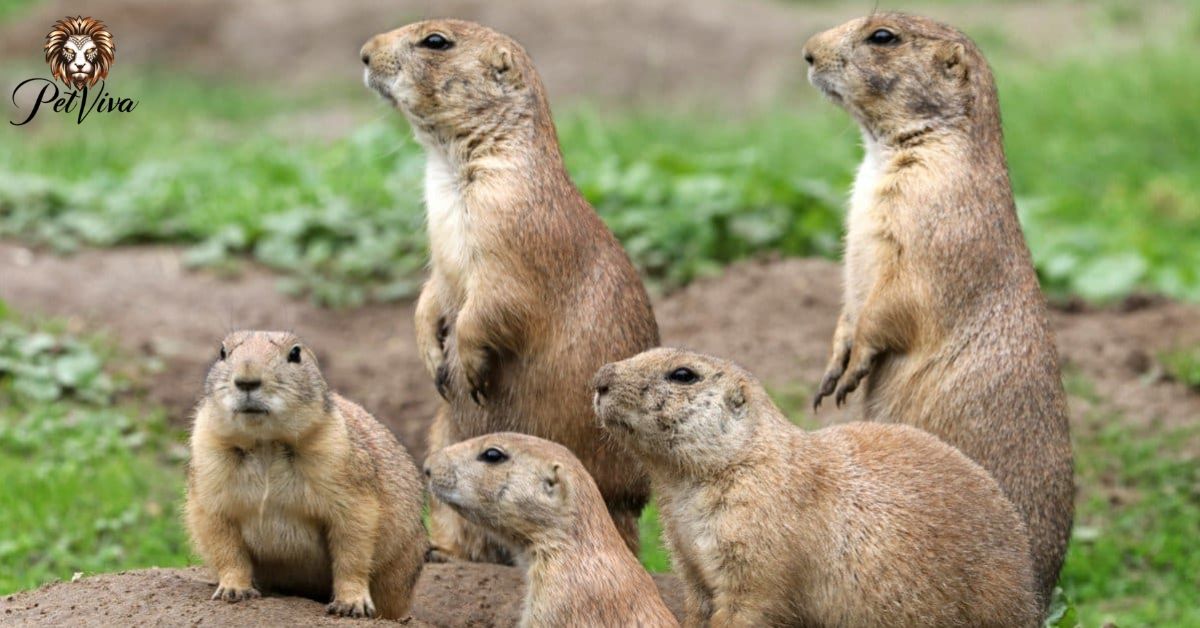 Can You Milk a Prairie Dog? Uncovering Surprising Facts!