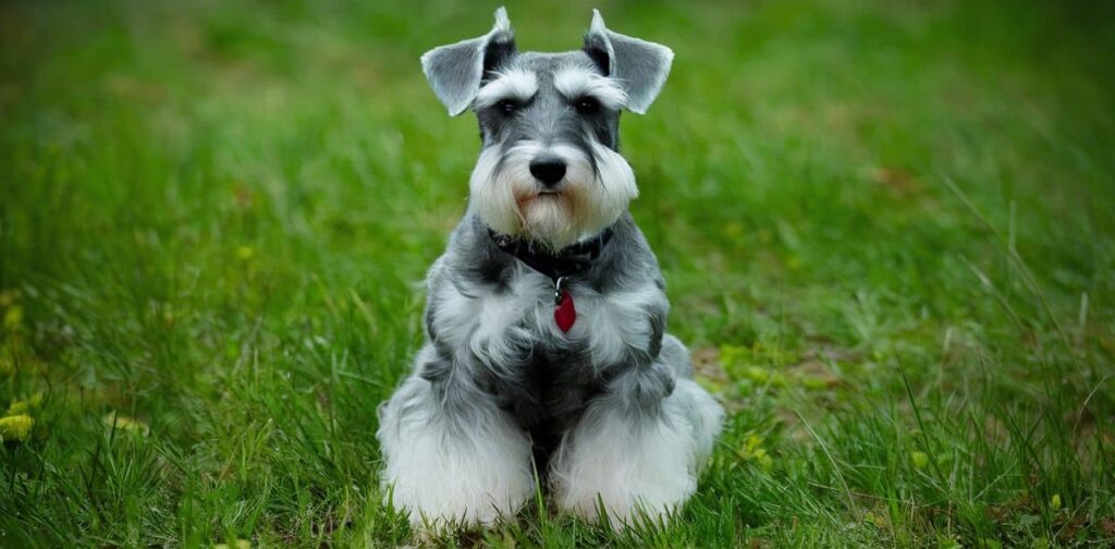 Why Schnauzers Are The Worst Dogs? 20 Reasons