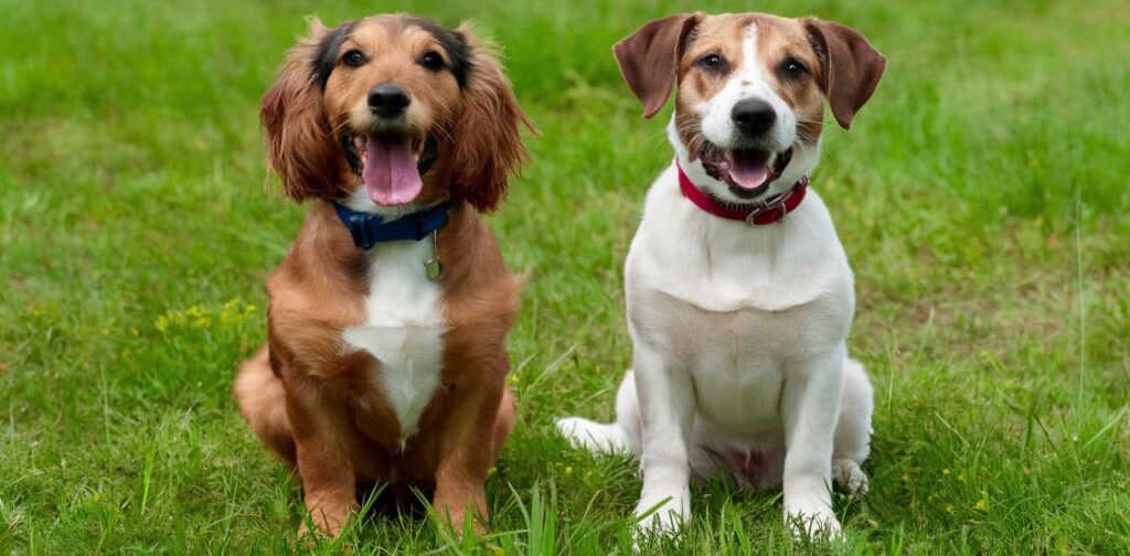 Can Dogs Eat Strawberries? What You Need To Know Kero And Bree