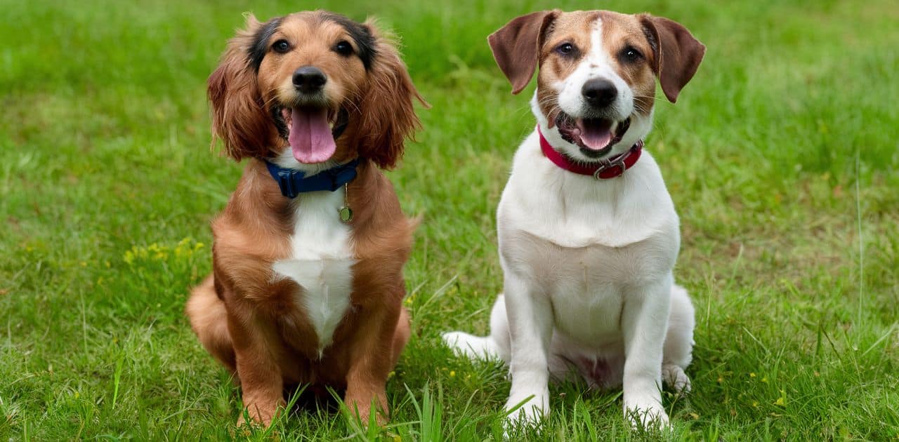 Can Dogs Eat Strawberries? What You Need To Know Kero And Bree