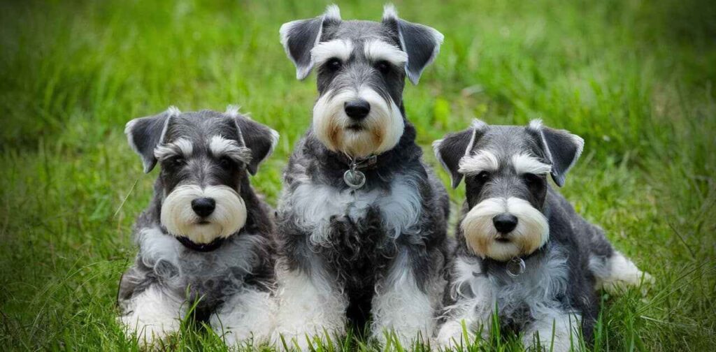 How many puppies do Schnauzers have?