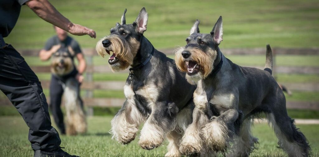 Misconception #1: Schnauzers Are Aggressive Guard Dogs