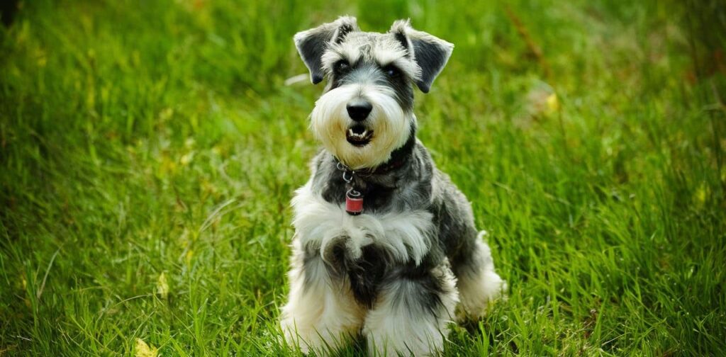 Misconception #2: Schnauzers Are Impossibly Noisy Barkers