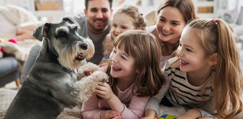 Why Schnauzers Actually Make Awesome Family Dogs