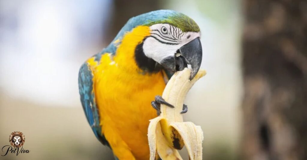 Are Bananas Bad for birds?