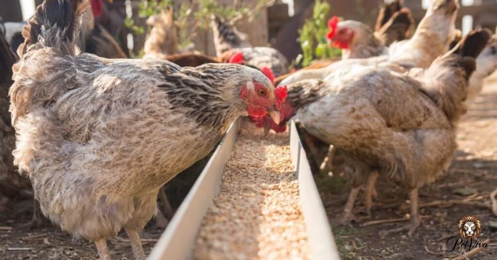 Can Laying Hens Eat Birdseed?