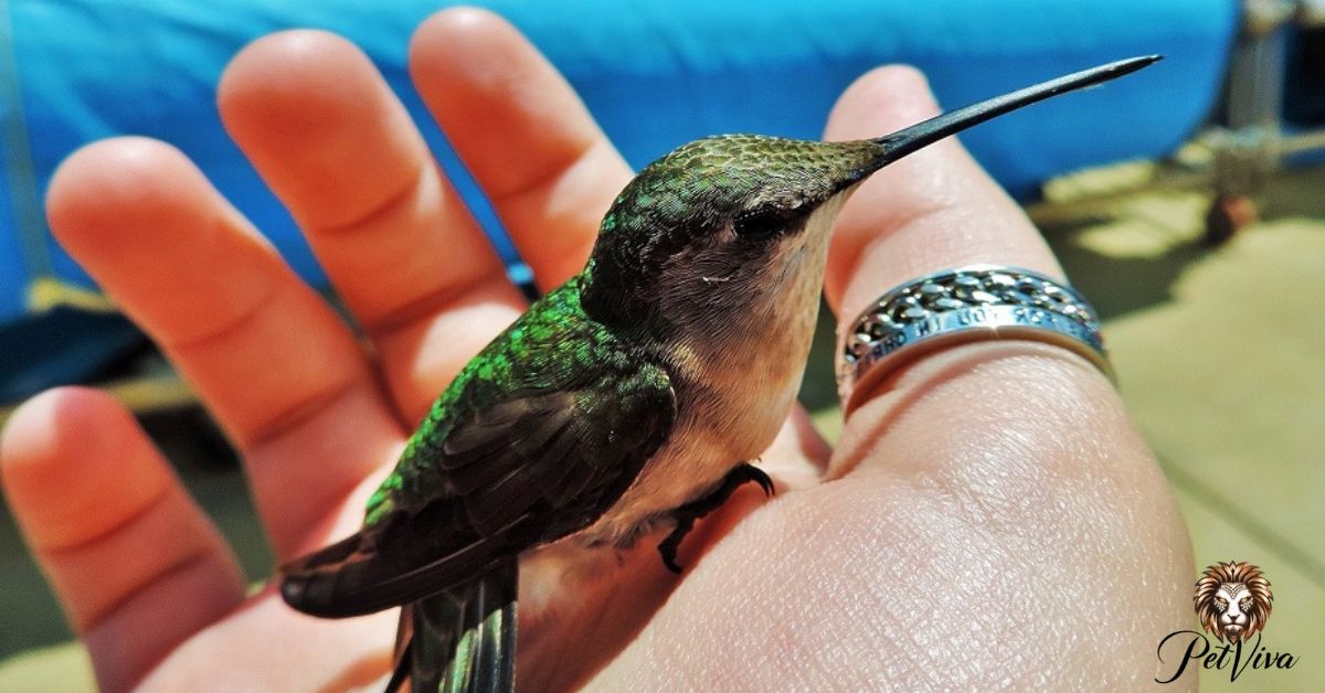 Can You Have a Hummingbird As a Pet Is Scentsy Safe For pets