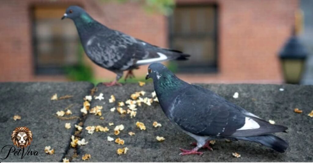 Can pigeons eat popcorn?