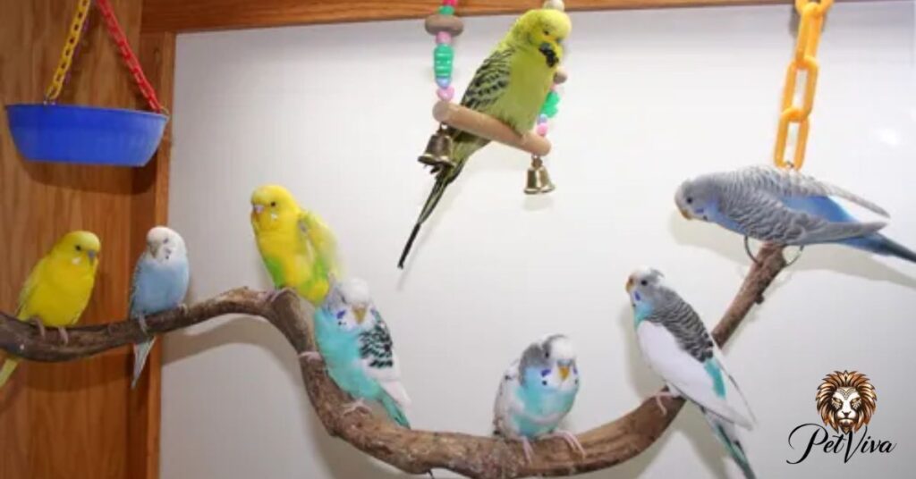 Comparing Birds to Other Cute Animals