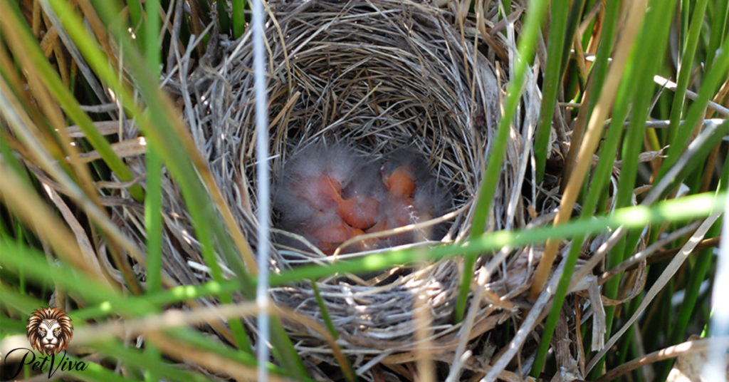 Grasslands Where Birds Roam and Nest