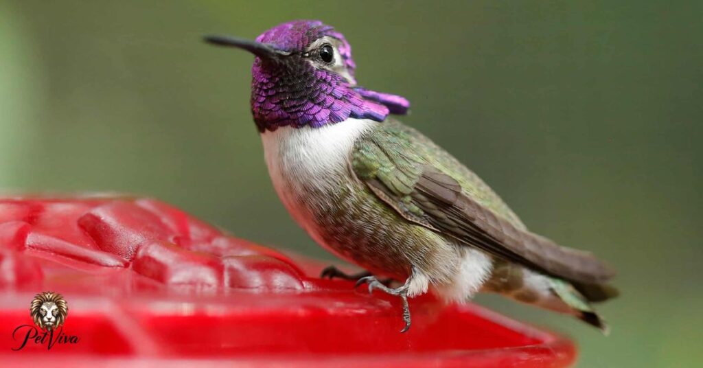 Hummingbirds Pets and Responsible Ownership