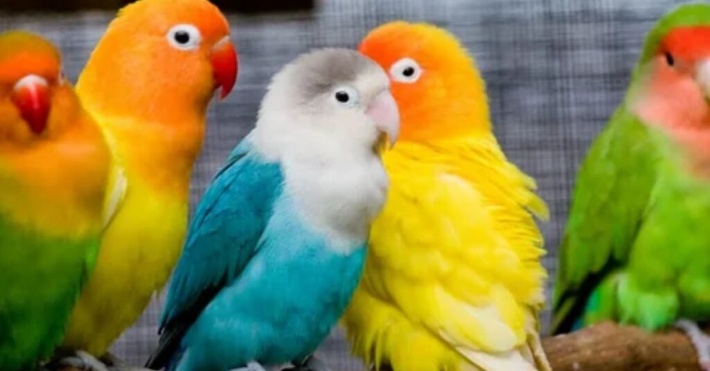 LOVEBIRD SPECIES AND VARITIES TO BUY