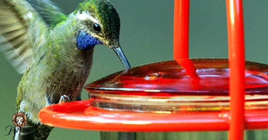  Position Your Hummingbird Feeders to Avoid Predators