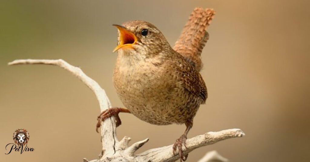 The Psychological Impact of Bird Watching