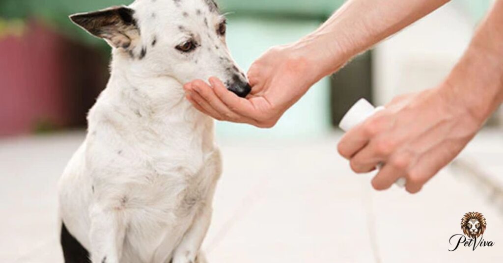 Understanding Cyclosporine Duration for Dogs