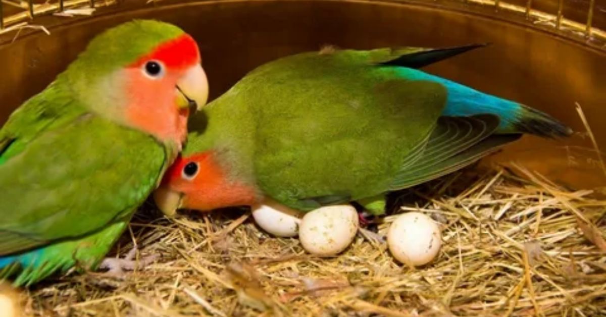 WHERE TO BUY LOVE BIRDS