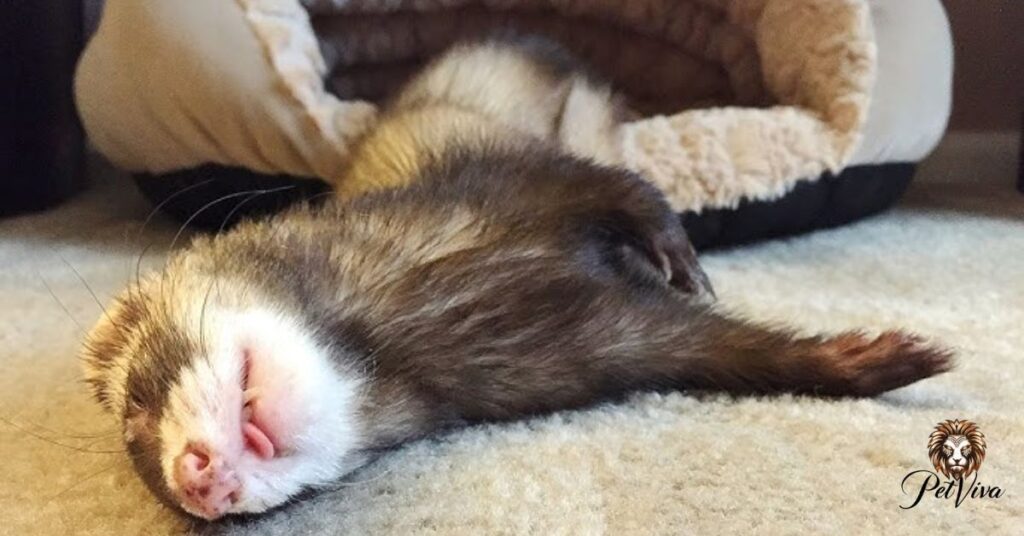 What Is Ferret Dead Sleep?