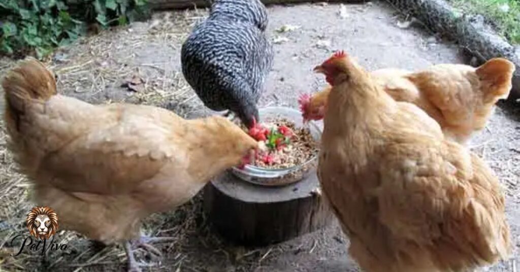 What Seeds Can’t Chickens Eat?