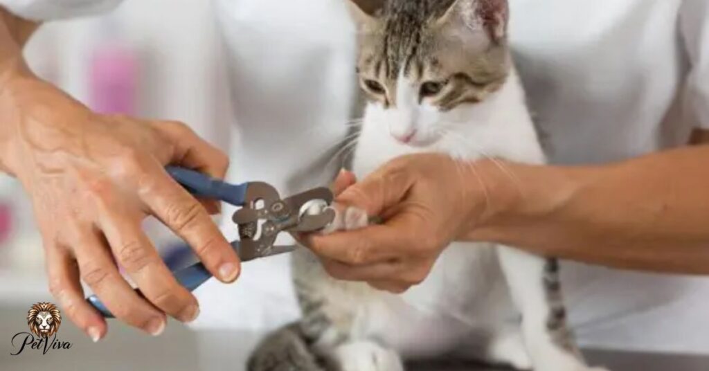 What is an Alternative to Declaw Surgery?