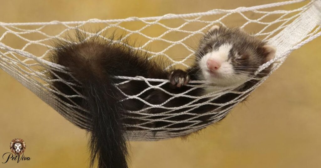 Where Do Ferrets Sleep?