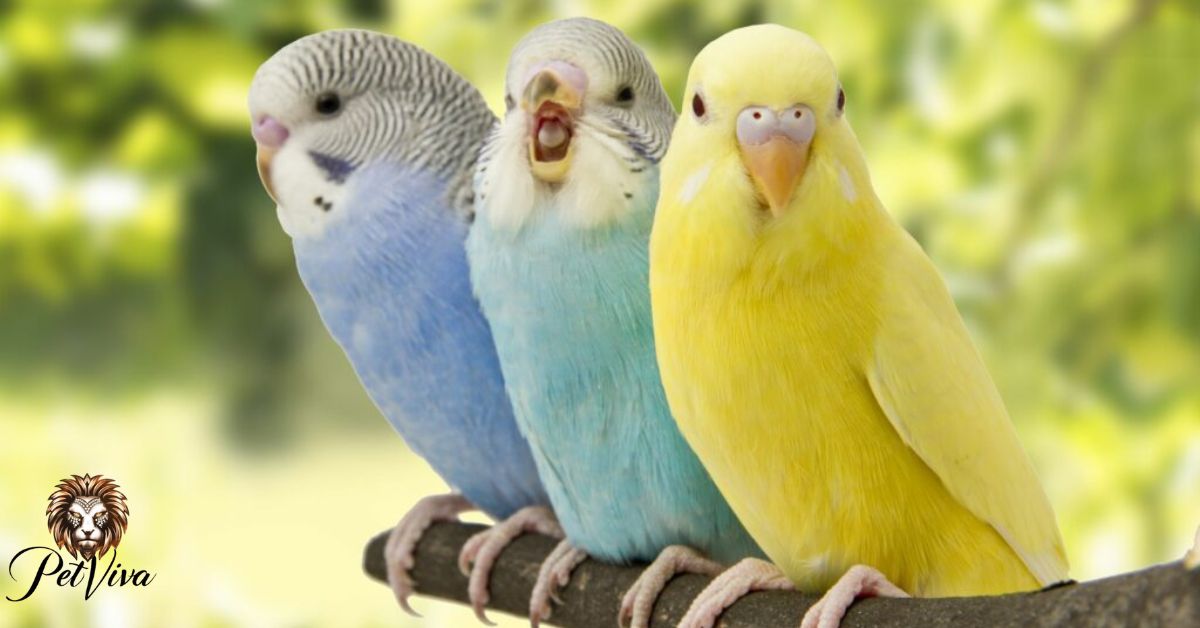 Why are birds so cute