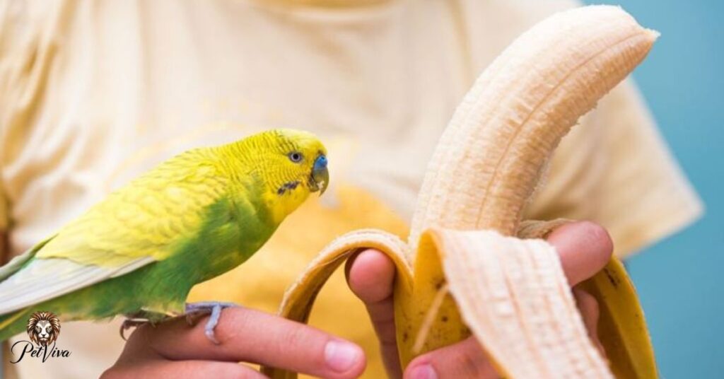 can birds eat bananas