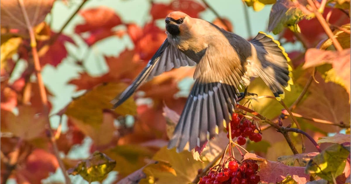 Can Birds Eat Grapes? (Which Species + How To Feed)