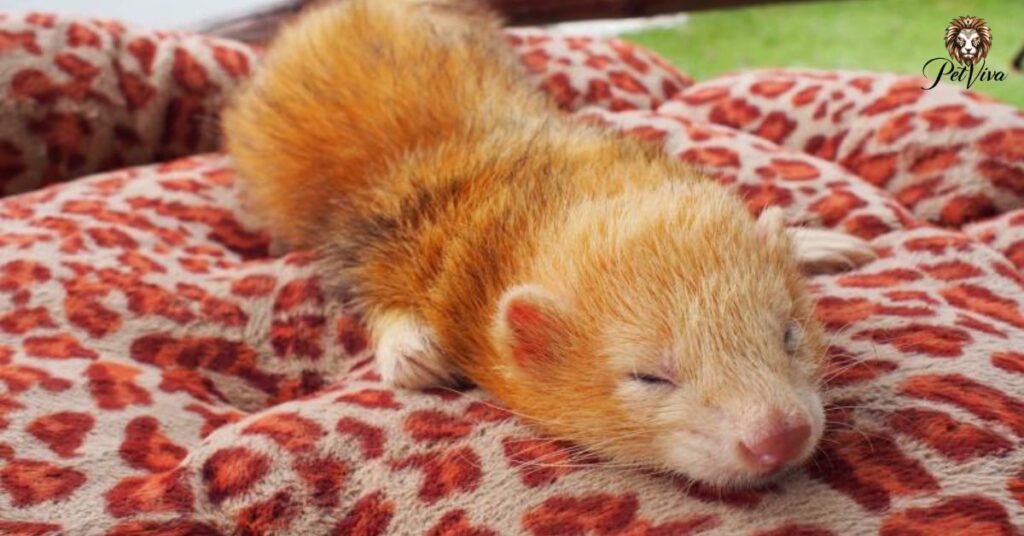 how long do ferrets sleep