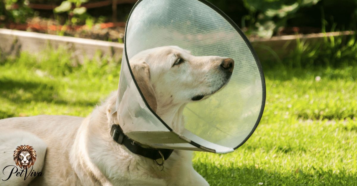 how to put a cone on a dog