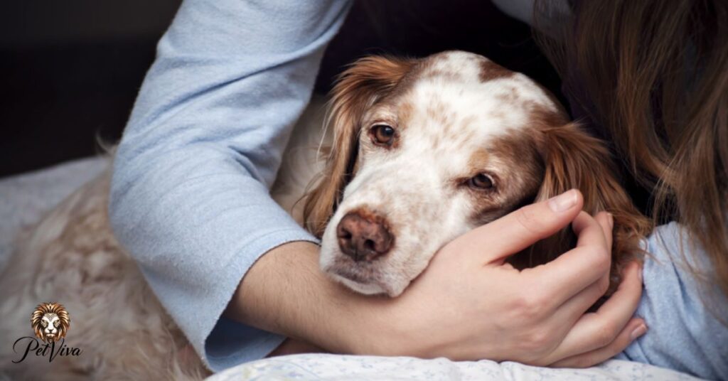 When To Euthanize a Dog With Arthritis