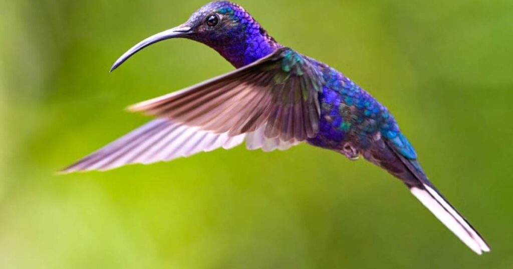 10 of the World’s Gorgeous Purple Birds