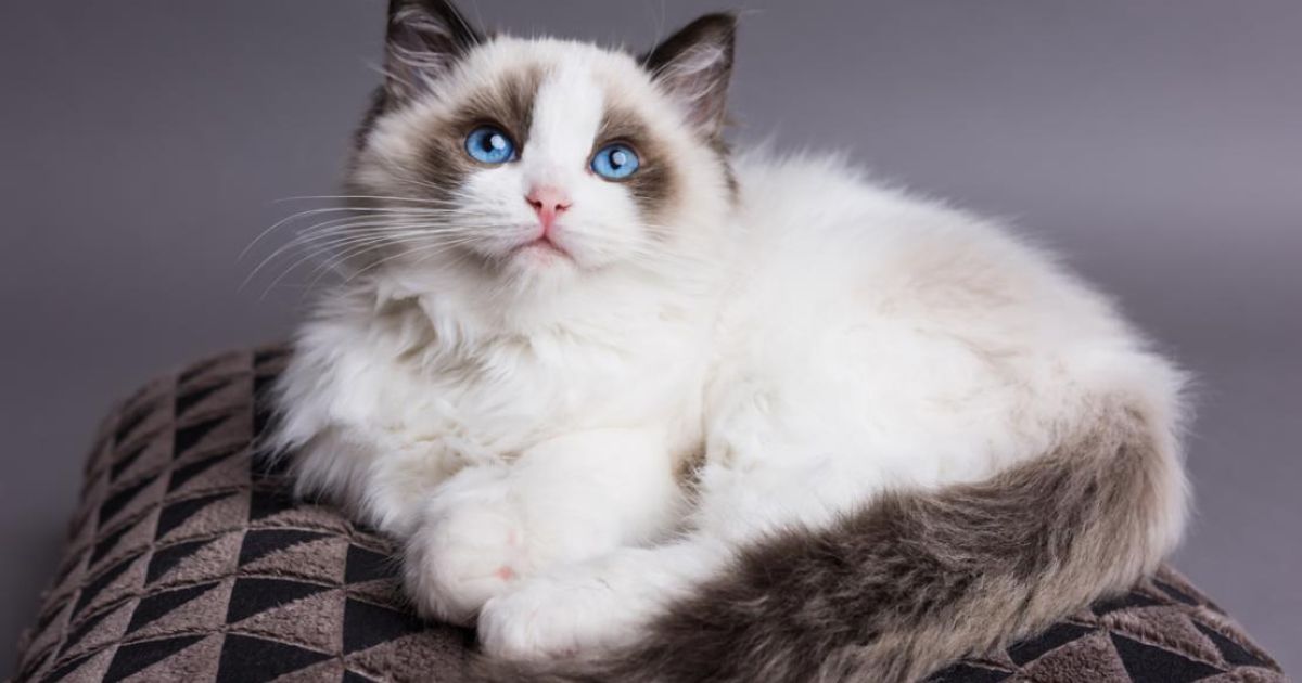 100+ Cute Names for Ragdoll Cats