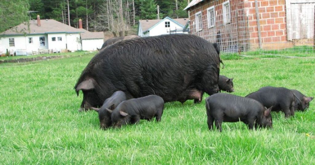 Meat Pig Breeds