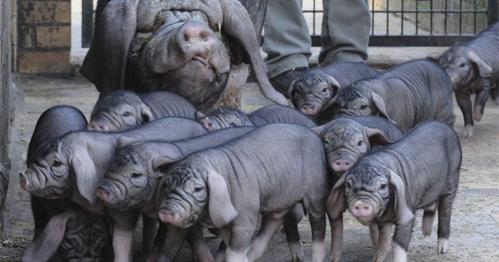 Meat Pig Breeds