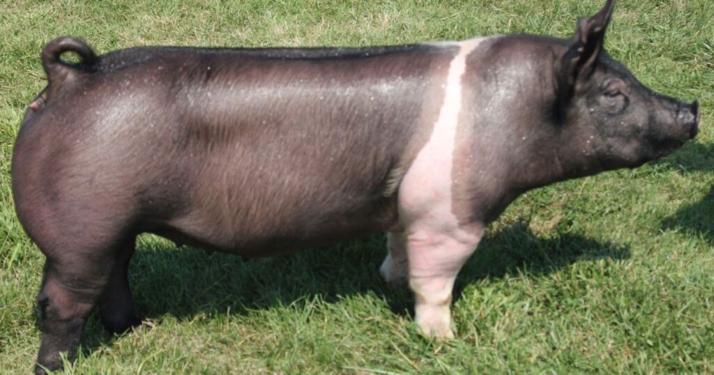 Meat Pig Breeds