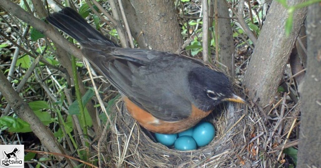Beyond Robins Other Birds That Lay Blue Eggs