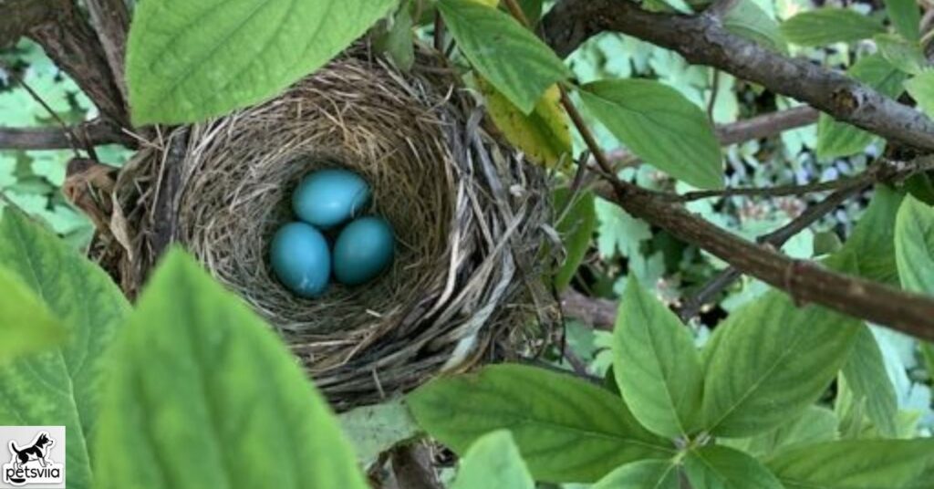 How does climate change affect birds that lay blue eggs?