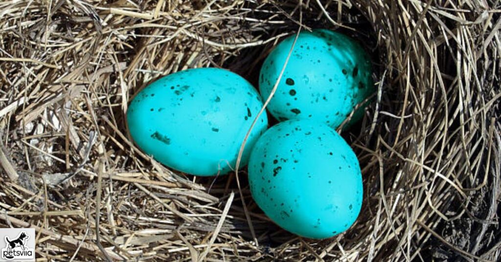  How many eggs do blue-egg-laying birds typically lay?