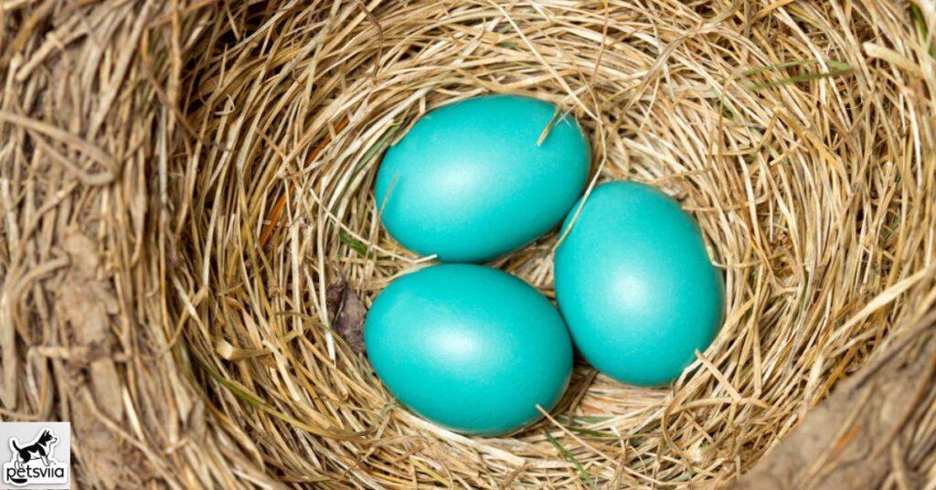 Which birds lay blue eggs?