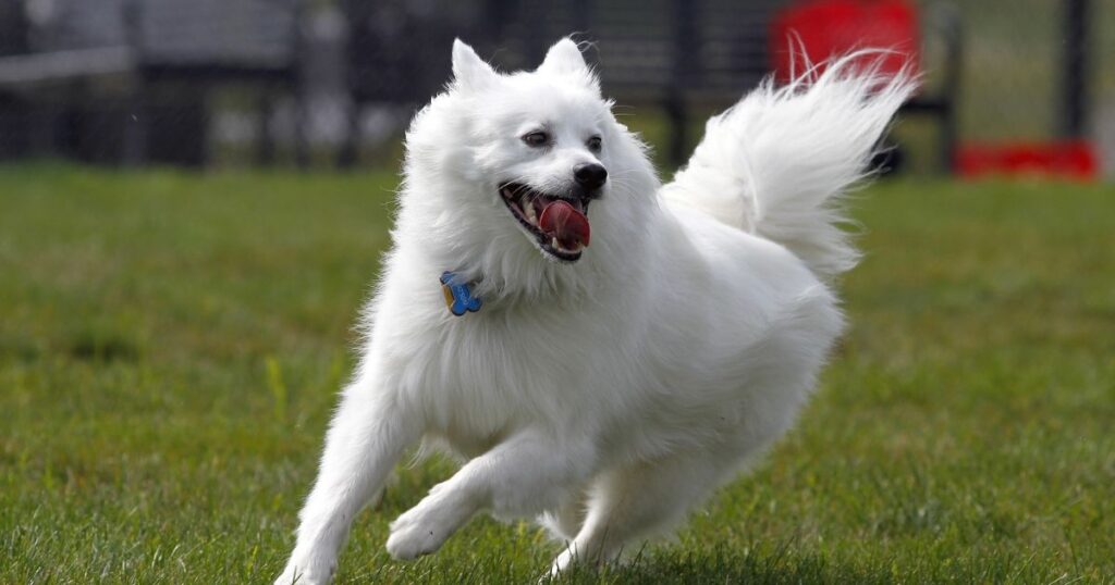 American Eskimo Dog