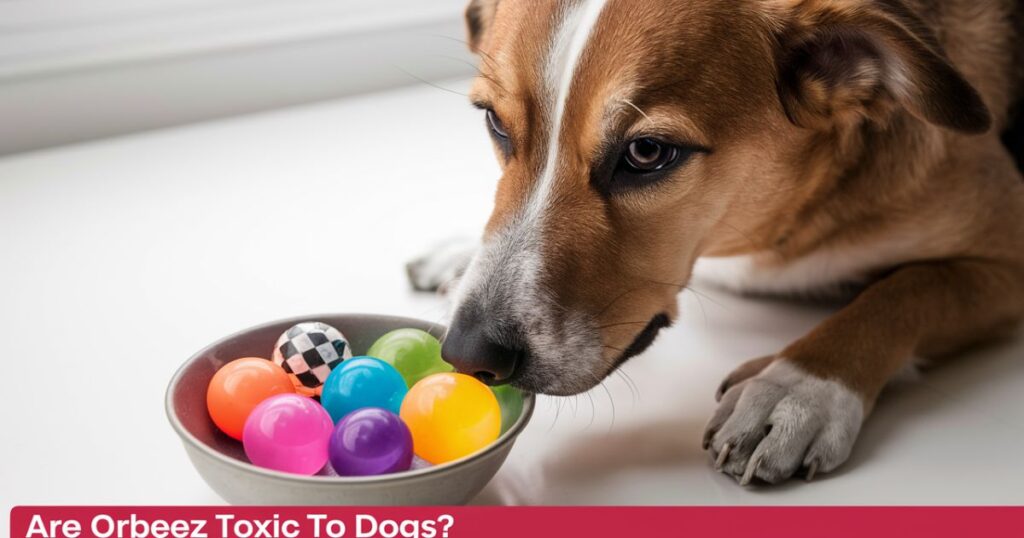 Are Orbeez Toxic to Dogs