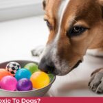 Are Orbeez Toxic to Dogs
