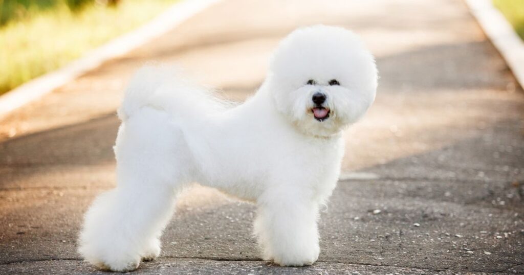 Bichon Frise