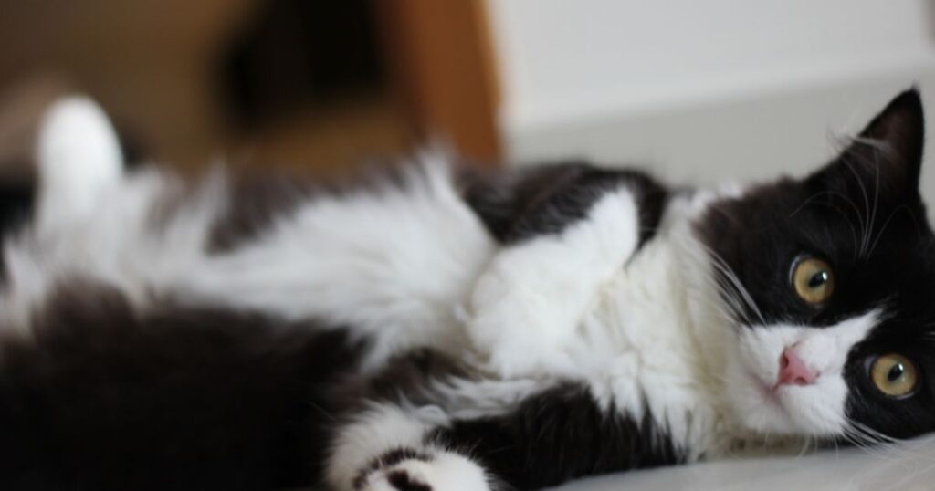 Black and White Ragdoll Cat: